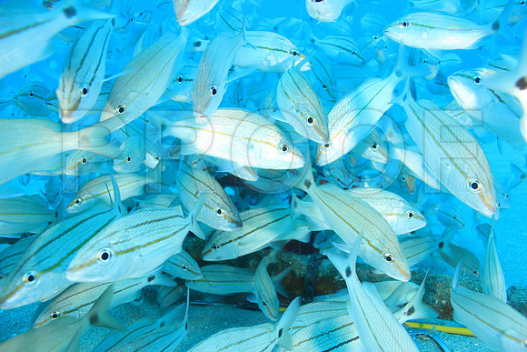 20150606_Scuba_OR_Miami_IMG_8865