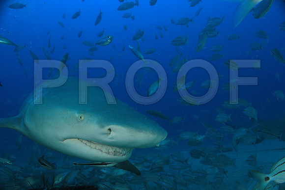 20150606_Scuba_OR_Miami_IMG_8801