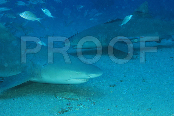 20150606_Scuba_OR_Miami_IMG_8841