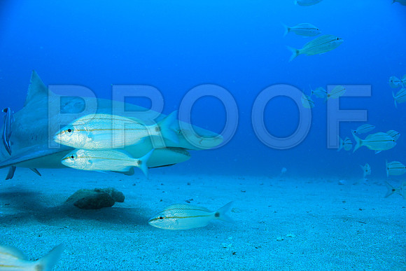 20150606_Scuba_OR_Miami_IMG_8925