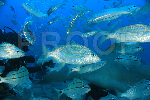 20150606_Scuba_OR_Miami_IMG_8798