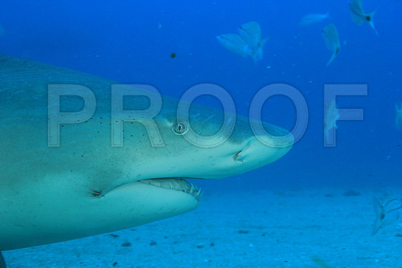 20150606_Scuba_OR_Miami_IMG_8776