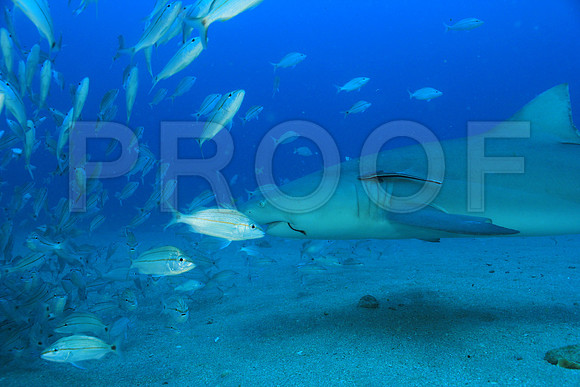20150606_Scuba_OR_Miami_IMG_8765