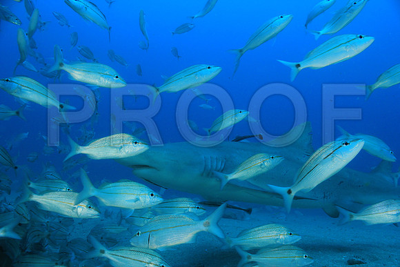 20150606_Scuba_OR_Miami_IMG_8800
