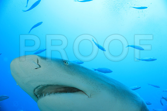 20150606_Scuba_OR_Miami_IMG_8911