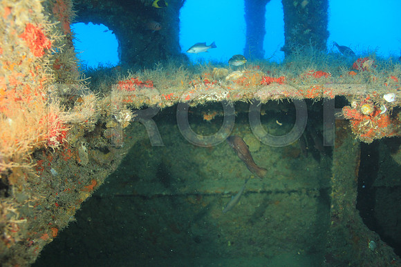 20150605_Scuba_OR_Miami_IMG_8751
