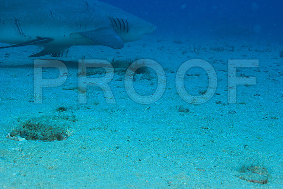 20150606_Scuba_OR_Miami_IMG_8846