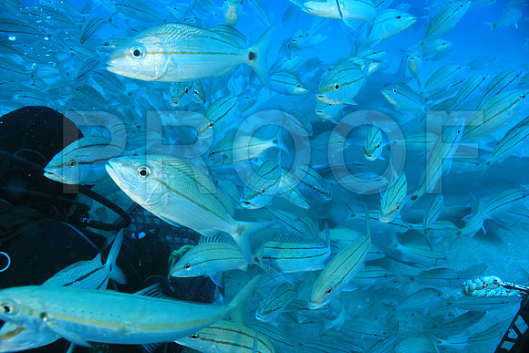 20150606_Scuba_OR_Miami_IMG_8869