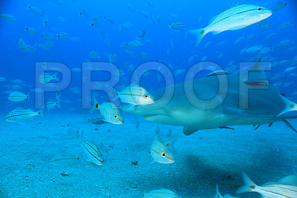 20150606_Scuba_OR_Miami_IMG_8889