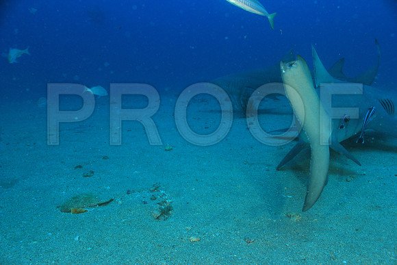 20150606_Scuba_OR_Miami_IMG_8779