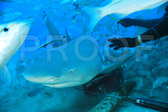 20150606_Scuba_OR_Miami_IMG_8894