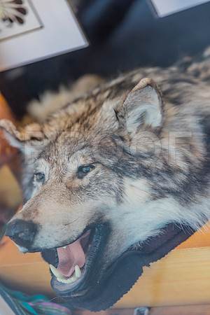 20150909_Quebec_075A8589