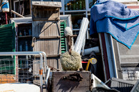 20150905_Woolwich_075A7817