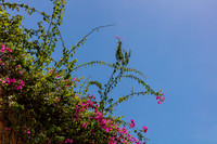 20150921_West_Palm_Beach_075A3263