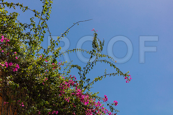 20150921_West_Palm_Beach_075A3263