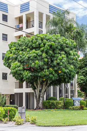20150730_Fort_Myers_Beach_Florida_9C7C8785