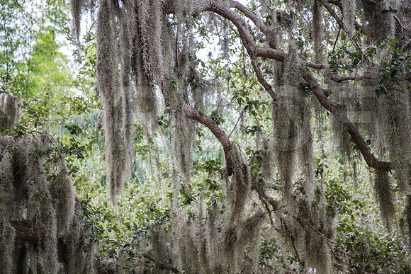 20150801_Ringling_Museum_Sarasota_FL_9C7C0685