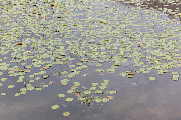 20150801_Ringling_Museum_Sarasota_FL_9C7C0571