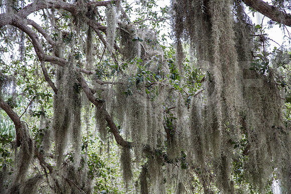 20150801_Ringling_Museum_Sarasota_FL_9C7C0689