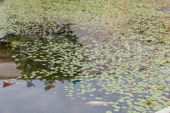 20150801_Ringling_Museum_Sarasota_FL_9C7C0559