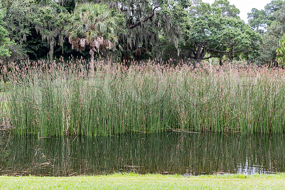 20150801_Ringling_Museum_Sarasota_FL_9C7C0561