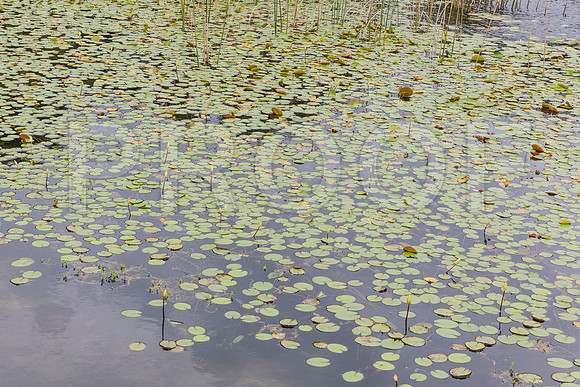 20150801_Ringling_Museum_Sarasota_FL_9C7C0570