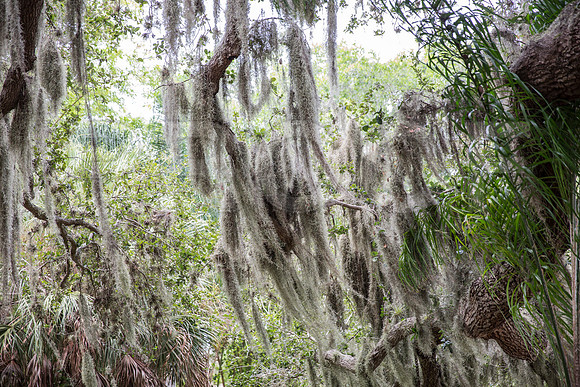 20150801_Ringling_Museum_Sarasota_FL_9C7C0678