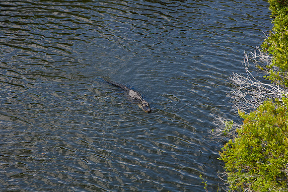 84673_ZV4N_1465_Everglades_Shark_Valley_FL_USA