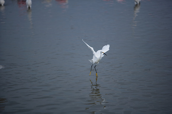 85545_ZV4N_7145_Miami_To_Sanibel_Island_FL