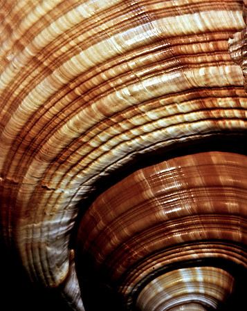 42463_FM_4X5_COLOR_GIANT_TUM_SHELLS_FL_04_04.jpg