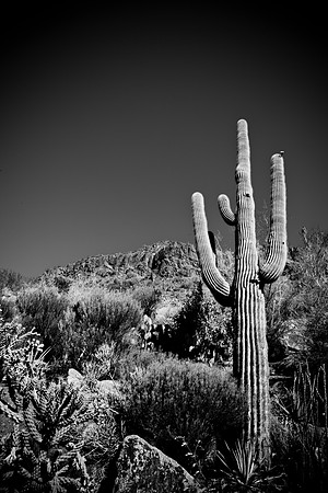0031_La_Arizona_5L8Y5359