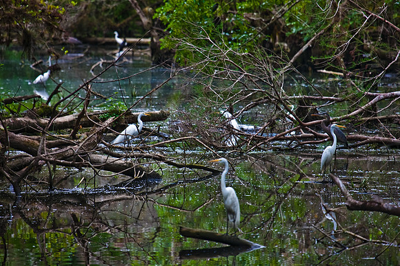 2528_EVERGLADES_MIAMI_FLORIDA_20090316-5L8Y3014