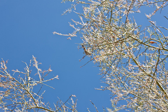 0031_La_Arizona_5L8Y5565