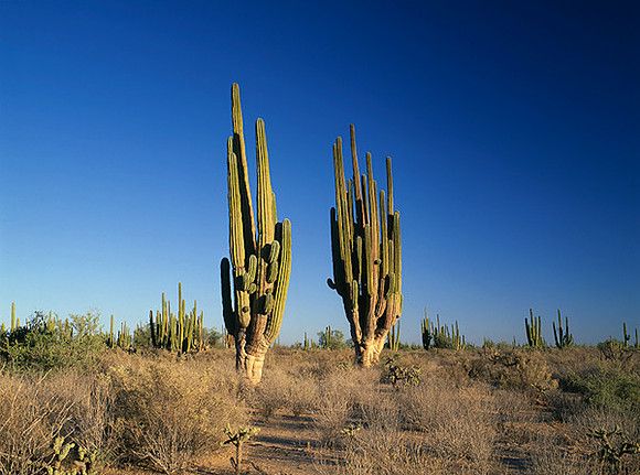 4000_20080719_ADS_Mexican_Landscape_Mexico_P079