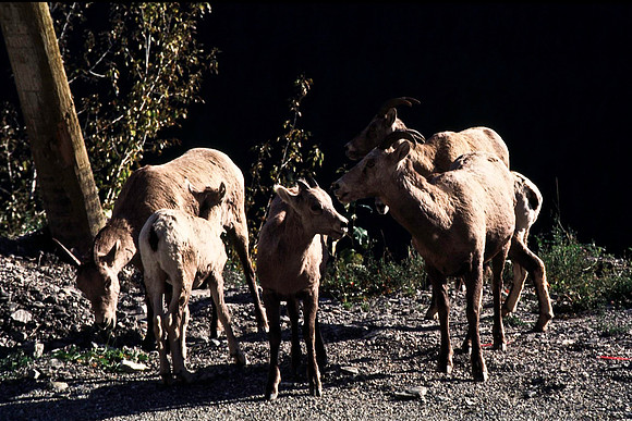 06817_B19_SL_COLOR_REVELSTOKE_TO_ROGERS_PASS_TO_GLACIER_NAT_PARK_OC_WS_97_13.jpg