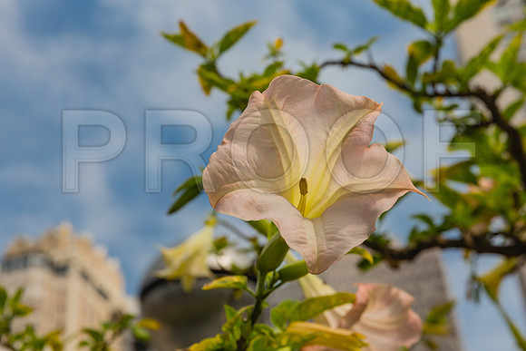 20130729_San_Francisco_9C7C6572