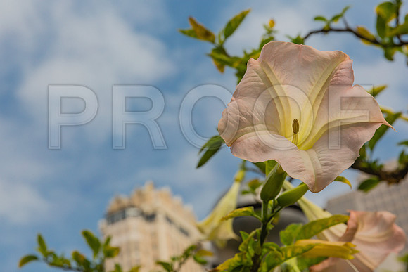 20130729_San_Francisco_9C7C6578