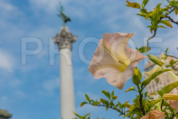 20130729_San_Francisco_9C7C6559