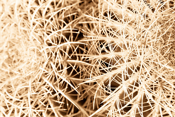 0031_La_Arizona_5L8Y5100-2