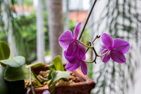 20140705__Fisher_Flower_Plants_9C7C8206