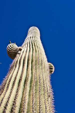 0031_La_Arizona_5L8Y5398