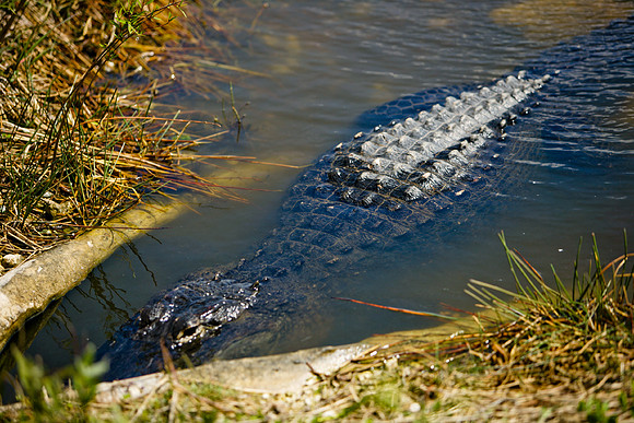 84673_ZV4N_1434_Everglades_Shark_Valley_FL_USA