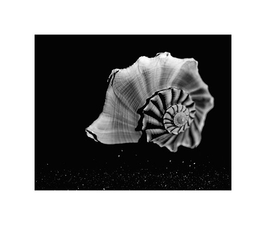 42433_Shells_B_30_30_White