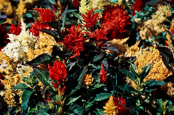 06808_B19_SL_COLOR_VICTORIA_WS_97_18.jpg