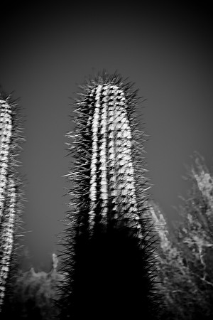 0031_DG_Cactus_Scottsdale_AZ_USA_2009_5L8Y5276