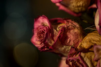 20140722_Roses_Dry_Studio_Shots_CG3P0281
