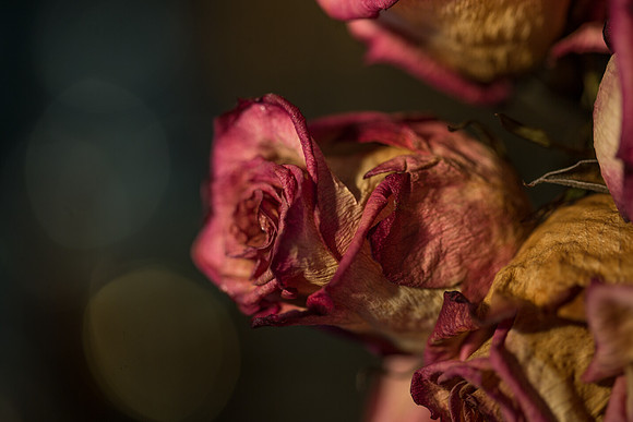 20140722_Roses_Dry_Studio_Shots_CG3P0281