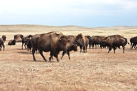 0044_North_Dacota_Fargo_to_South_Rapid_City_TO_CHEYENNE_5L8Y4173