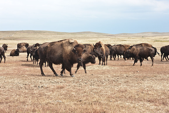 0044_North_Dacota_Fargo_to_South_Rapid_City_TO_CHEYENNE_5L8Y4173