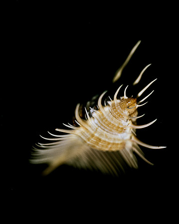 42457_FM_4X5_COLOR_MUREX_VENUS_COMB_SHELLS_FL_04_06.jpg